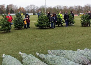 Ansturm auf die Weihnachtsbäume