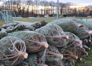 Weihnachtsbaumverkauf